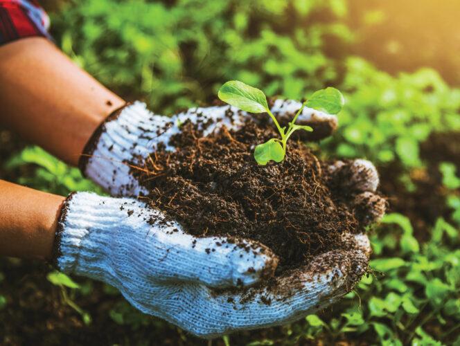 Repairing the Nitrogen Cycle: How to Add Nitrogen to Soil